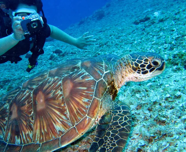 Turtles and diving Lombok