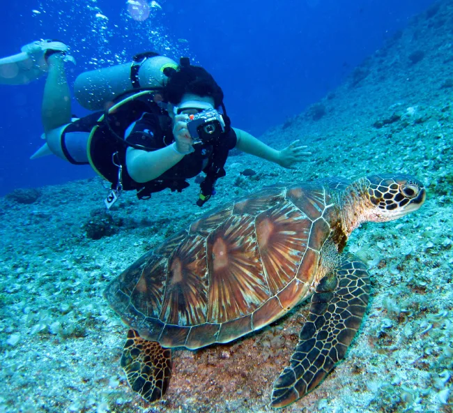 Turtles Lombok